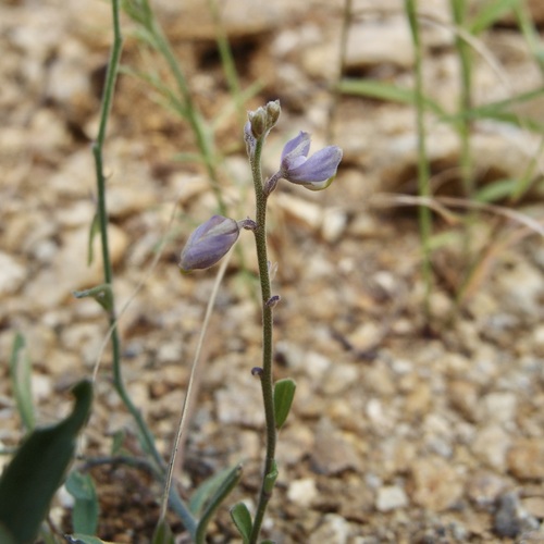 Image of Hebecarpa barbeyana by (c) Sue Carnahan, some rights reserved (CC BY)