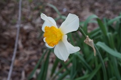 Narcissus × incomparabilis