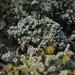 Granular Mottled-disk Lichen - Photo (c) Hans Ritter, some rights reserved (CC BY-NC), uploaded by Hans Ritter