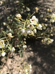 Chylismia