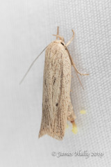 Gonioterma mistrella