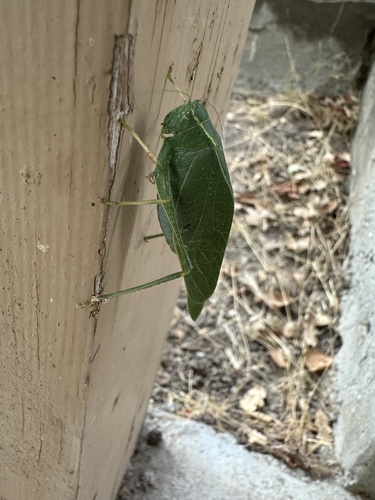 iNaturalist observation photo of Angle-winged Katydids