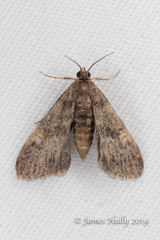 Elophila tinealis