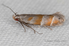 Battaristis vittella