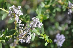 Ceanothus parvifolius