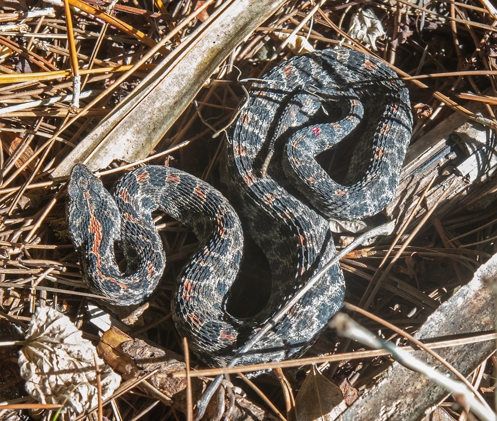 Dusky Pygmy Rattlesnake From Christmas, FL 32709 On November 25, 2023 ...