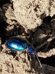 Chrysolina coerulans