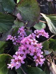 Bergenia crassifolia