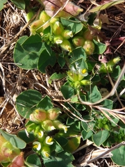 Tripodion tetraphyllum