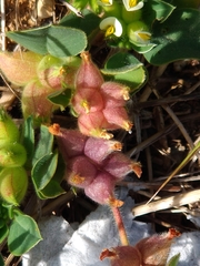 Tripodion tetraphyllum
