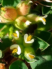 Tripodion tetraphyllum