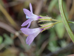 Gilia nevinii