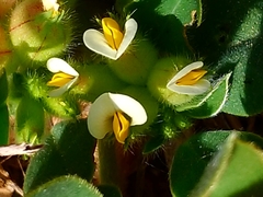 Tripodion tetraphyllum