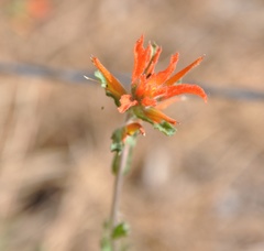 Castilleja disticha