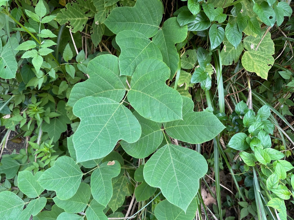 kudzu from Rinkaicho, Edogawa City, Tokyo 134-0086, Japan on October 2 ...