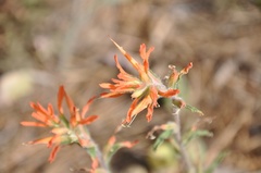 Castilleja disticha