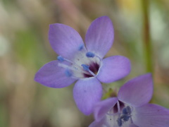 Gilia nevinii