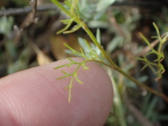 Gilia nevinii