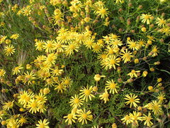 Senecio lyonii