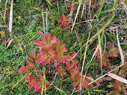 Rhododendron japonicum, photograph 3