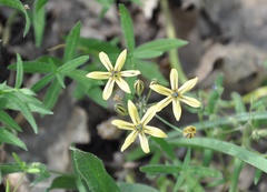 Triteleia