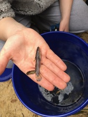 Noturus leptacanthus