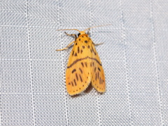 Miltochrista arcuata