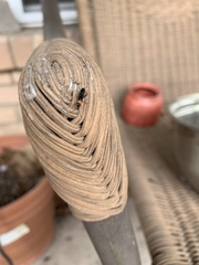 Pseudoxenetus regalis