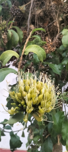 Cantua pyrifolia, photograph 3