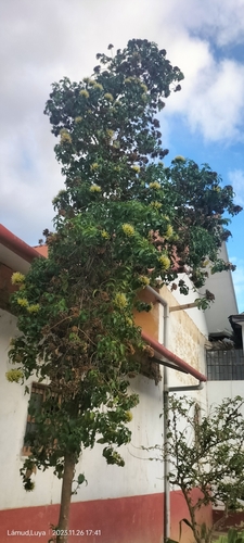Cantua pyrifolia, photograph 4