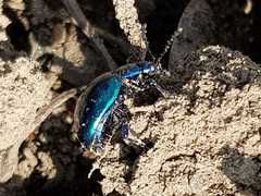 Chrysolina coerulans
