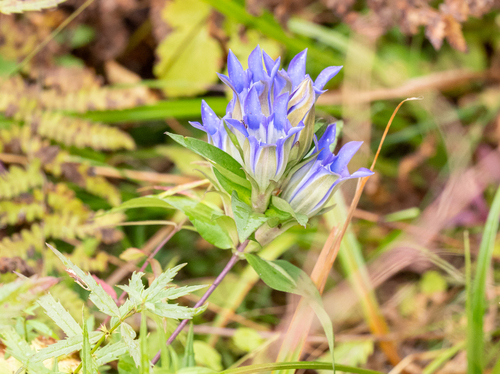 Gentiana scabra iNat (3)