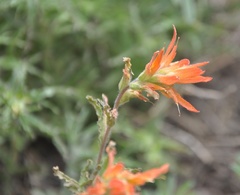 Castilleja disticha