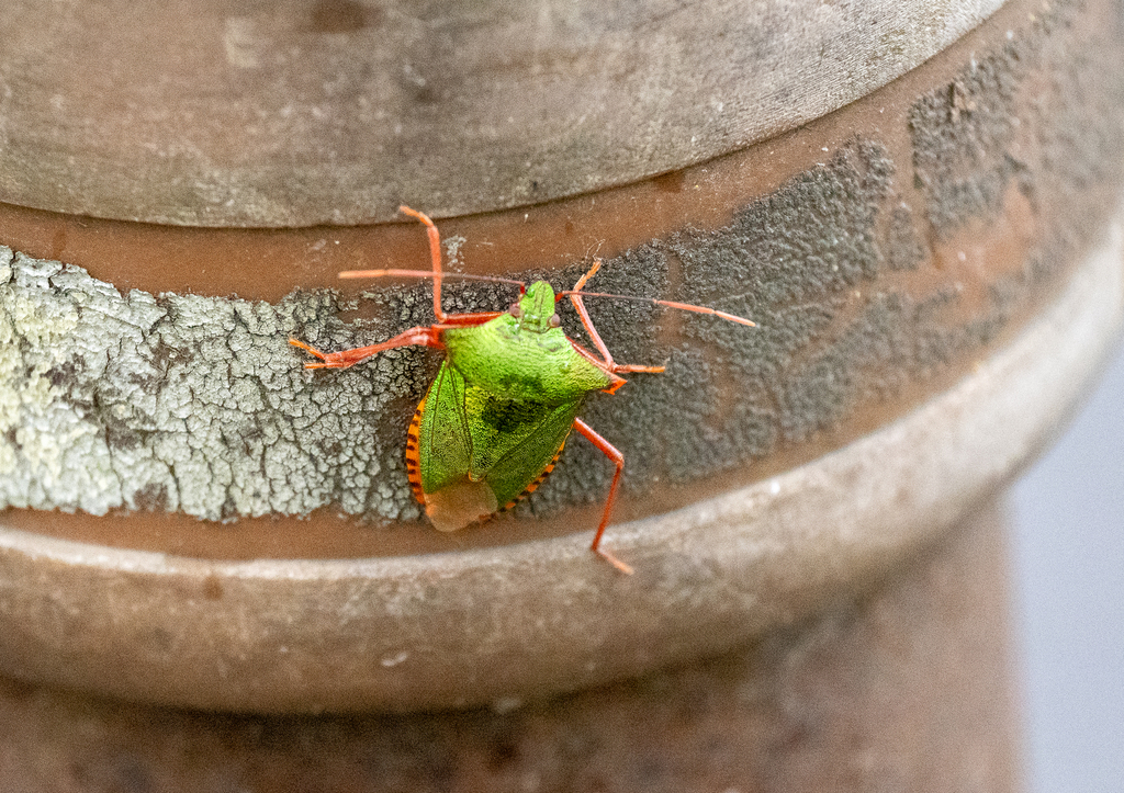 Japanese Stink Bug from Chugushi, Nikko, Tochigi 321-1661, Japan on ...