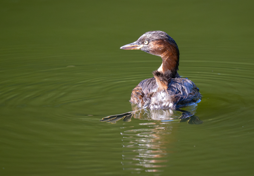 Little Grebe From Yoyogikamizonocho Shibuya City Tokyo 151 0052 little-grebe-from-yoyogikamizonocho-shibuya-city-tokyo-151-0052