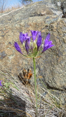 Triteleia laxa