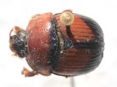 Bolbocerosoma