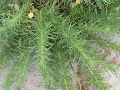 Deinandra clementina