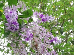 Petrea