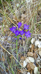 Triteleia laxa