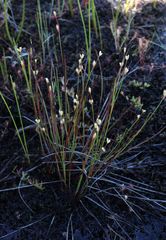 Juncus stygius
