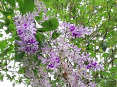 Petrea