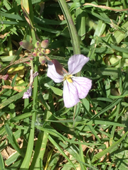 Raphanus raphanistrum raphanistrum