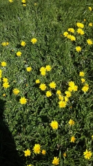 Arctotheca prostrata