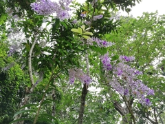 Petrea