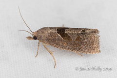 Pelochrista similiana