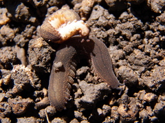 Oroperipatus eisenii