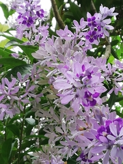 Petrea