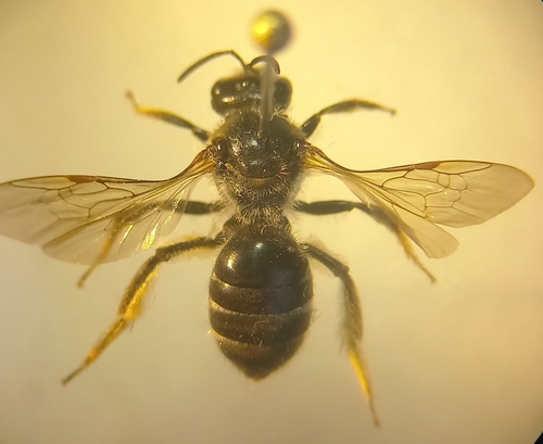 Lasioglosse majeur