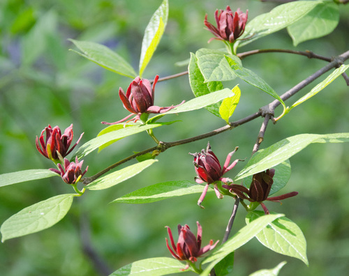 Calycanthus floridus var. glaucus